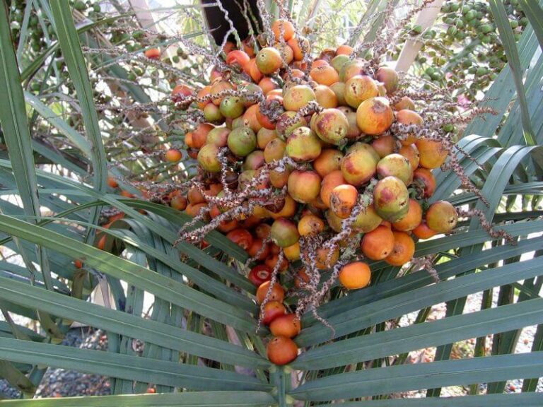Dwarf palm (saw palmetto) for men
